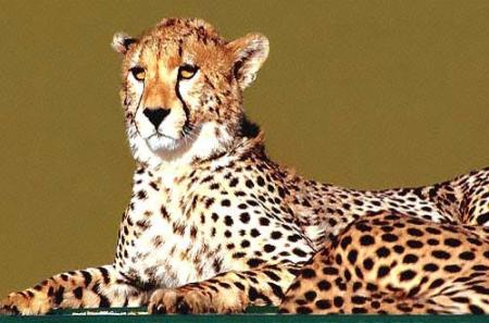 Des photos �poustouflantes.....